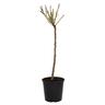 Peach Dwarf Garden Lady