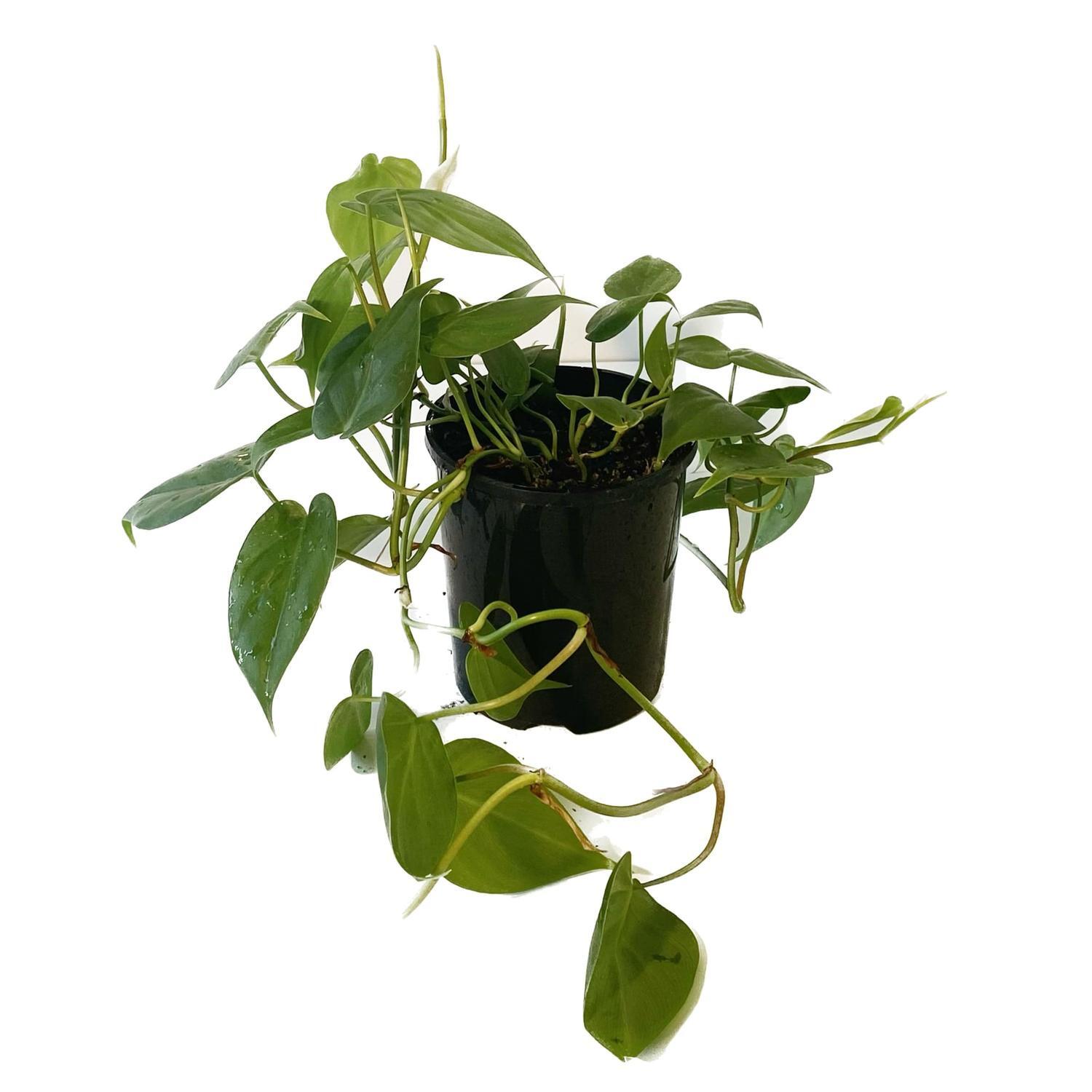 Philodendron Cordatum 12cm