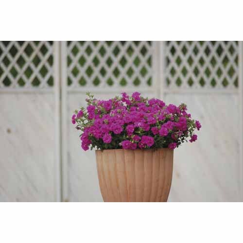 Colourwave Surfinia Summer Double Rose