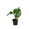 Monstera deliciosa 2.5 Litre