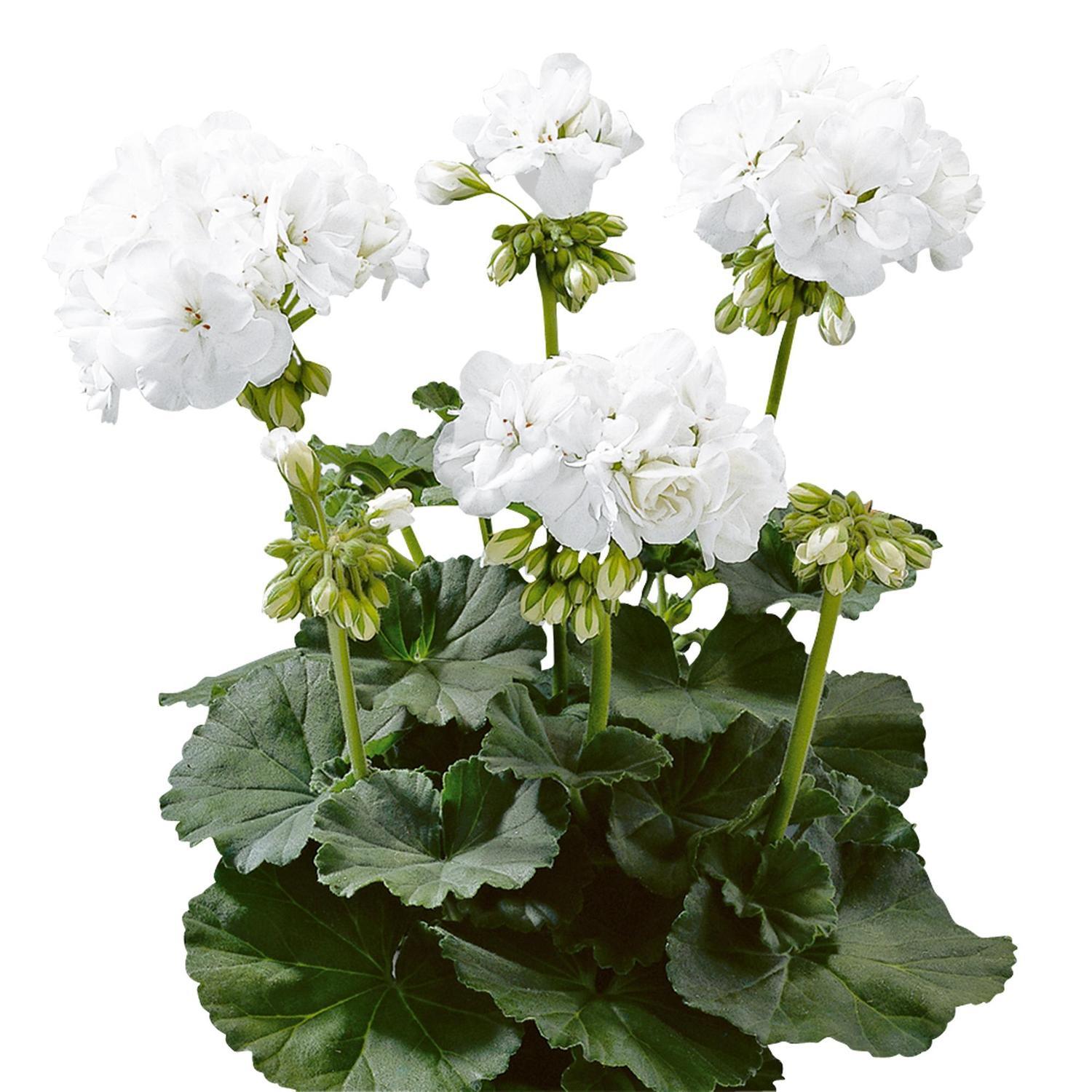 Pelargonium Blanca (Clara)