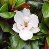 Magnolia Teddy Bear