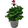 Pelargonium Tex Mex