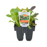 Mesclun Combo Pack Pack of 6
