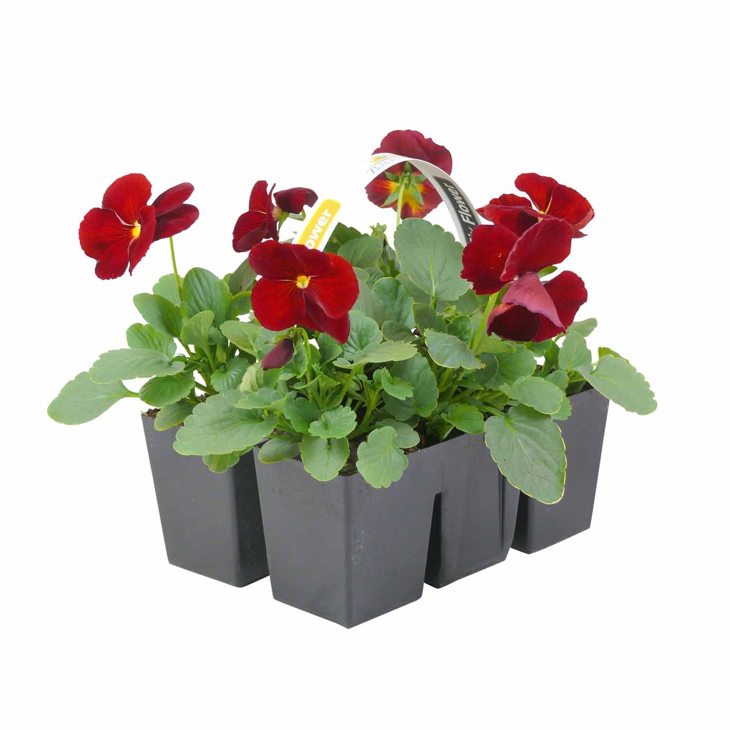 Pansy