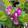 Polygala Little Bibi 1.5 Litre