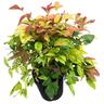 Nandina Blush PVR