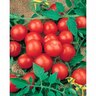 Tomato Patio Prize