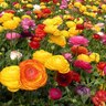Ranunculus 'Mixed'