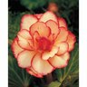 Begonia Picotee 'Bridesmaid'