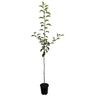 Apple Semi-Dwarf 'Sweetie' 4.7 litre