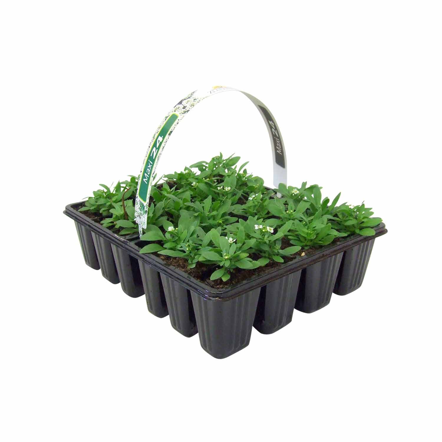 Alyssum