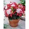 Hydrangea Strawberry and Cream
