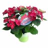 Hydrangea Strawberry and Cream