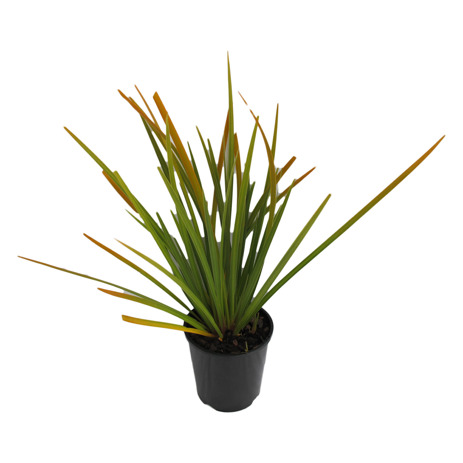 Libertia Grandiflora