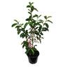 Michelia Paton Pink