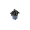 Ajuga Catlins Giant