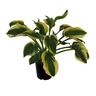 Hosta Wide Brim