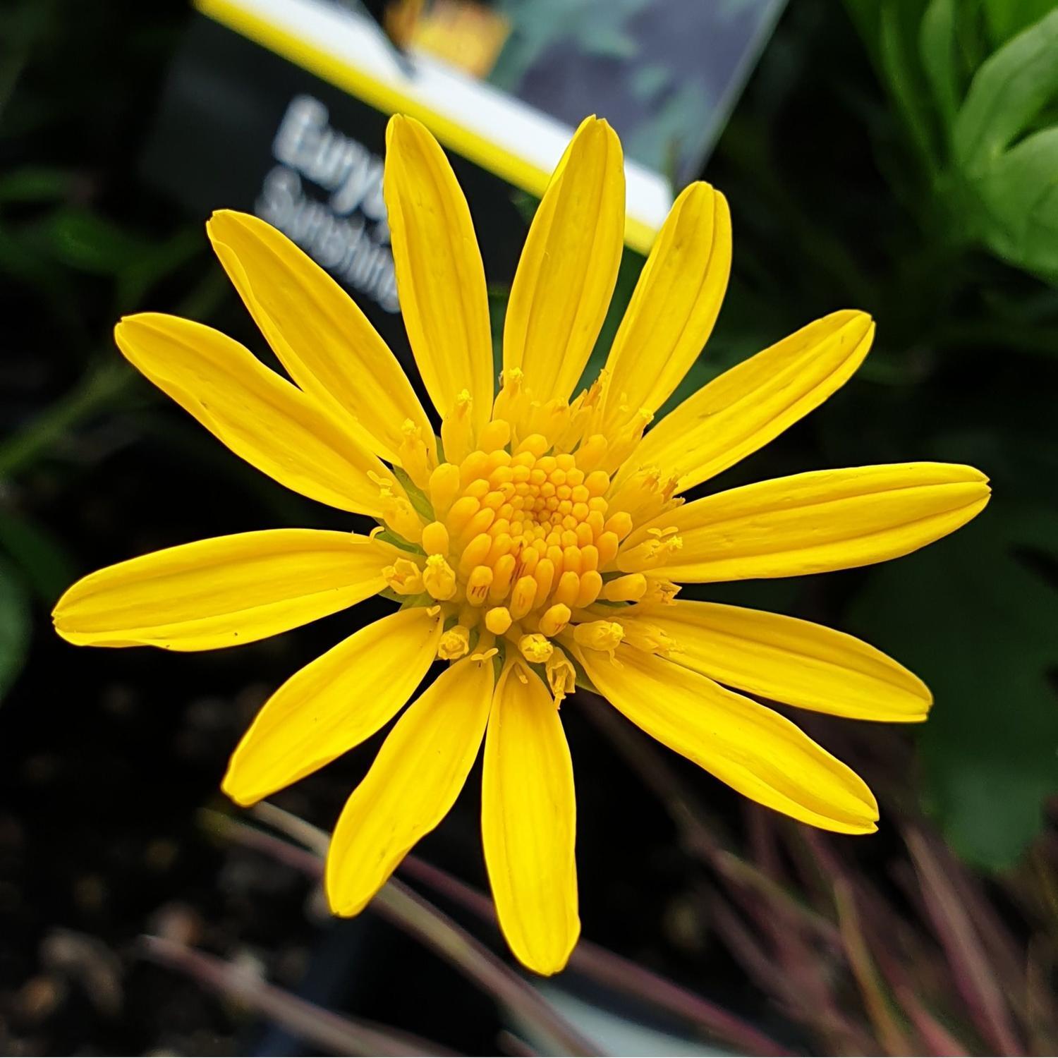 Euryops Sunshine