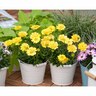 Osteospermum 3d Double Yellow