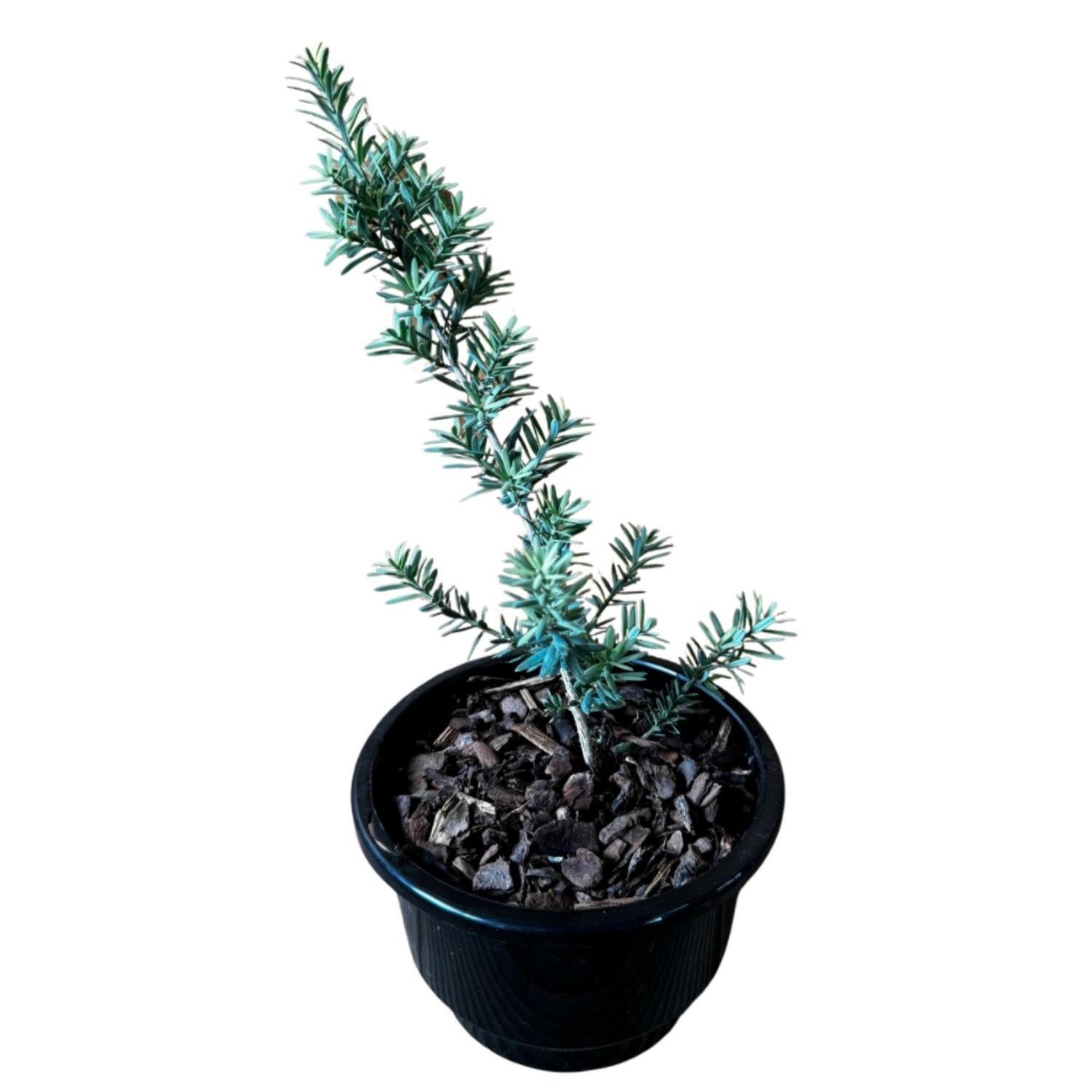 Podocarpus Matapori Blue  13cm