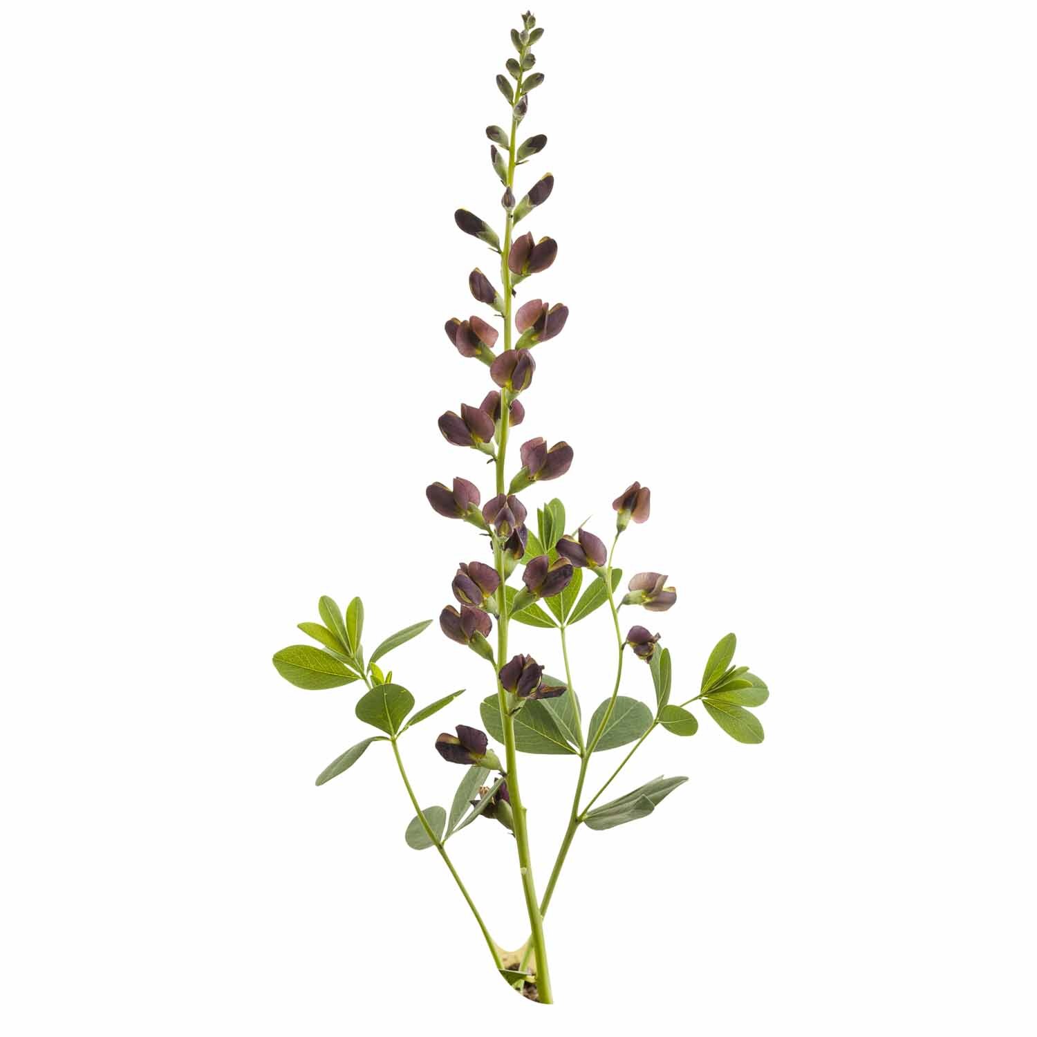 Baptisia Dutch Chocolate