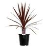 Cordyline Red Star
