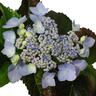 Hydrangea Blue Deckle