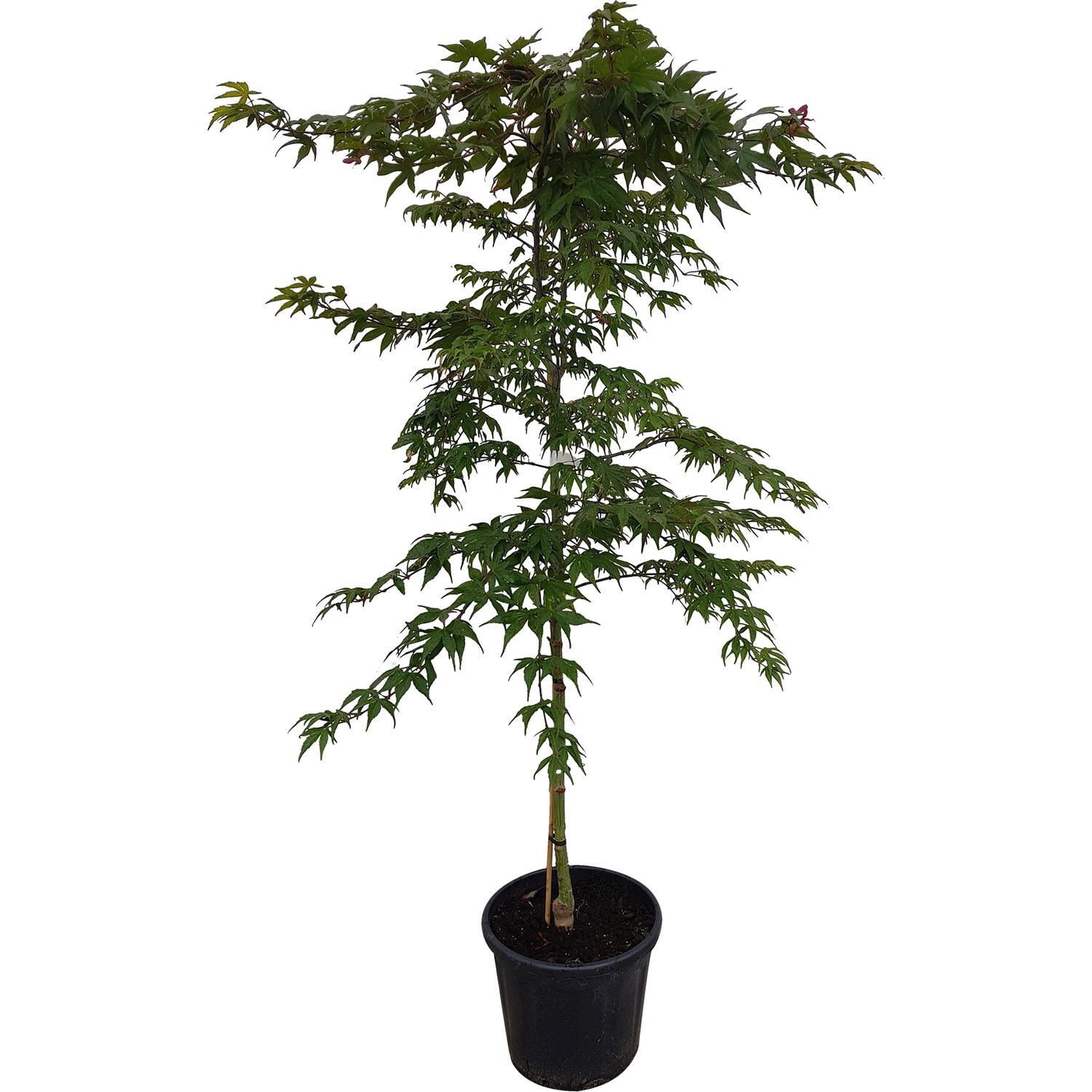 Acer palmatum Osakazuki