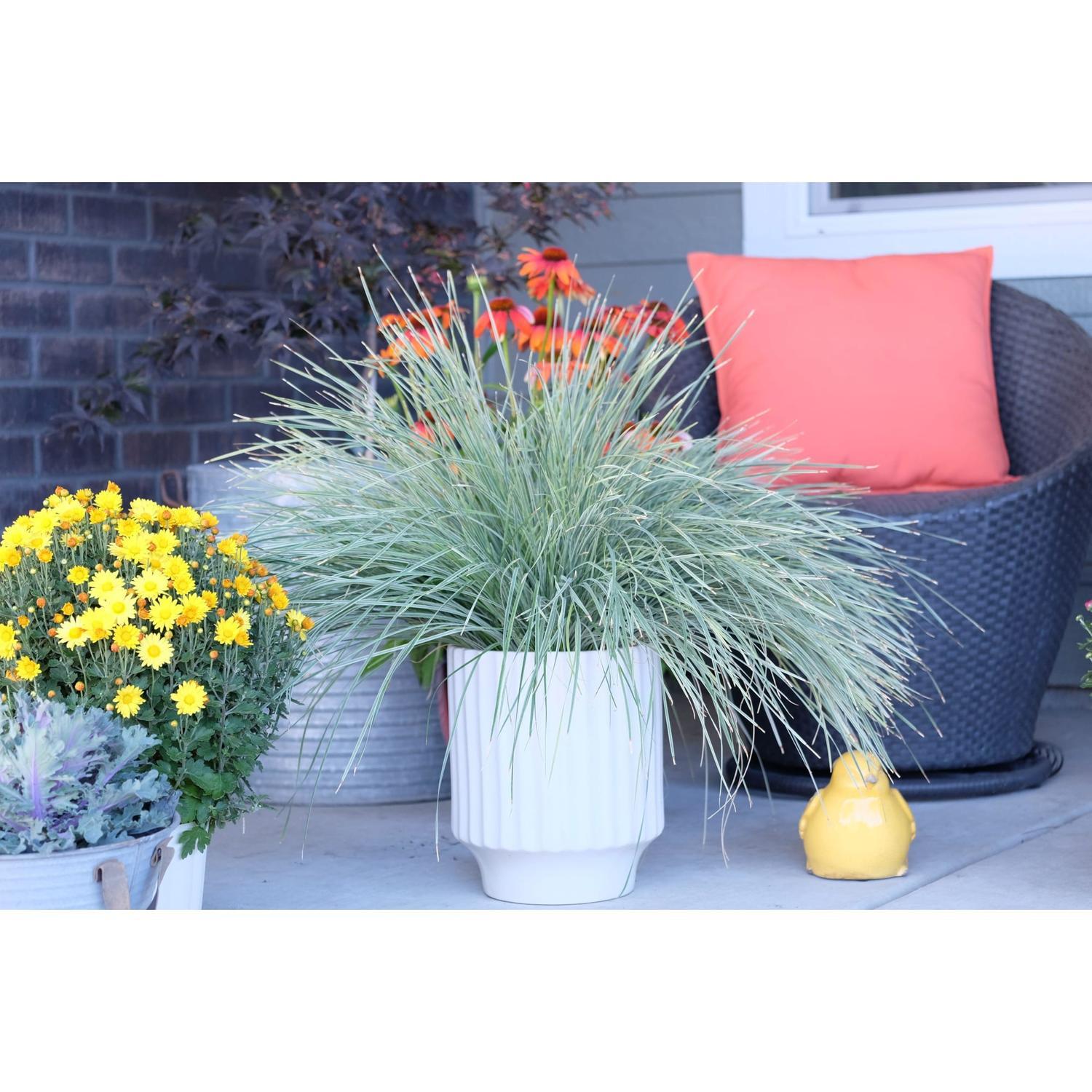 Lomandra Arctic Frost