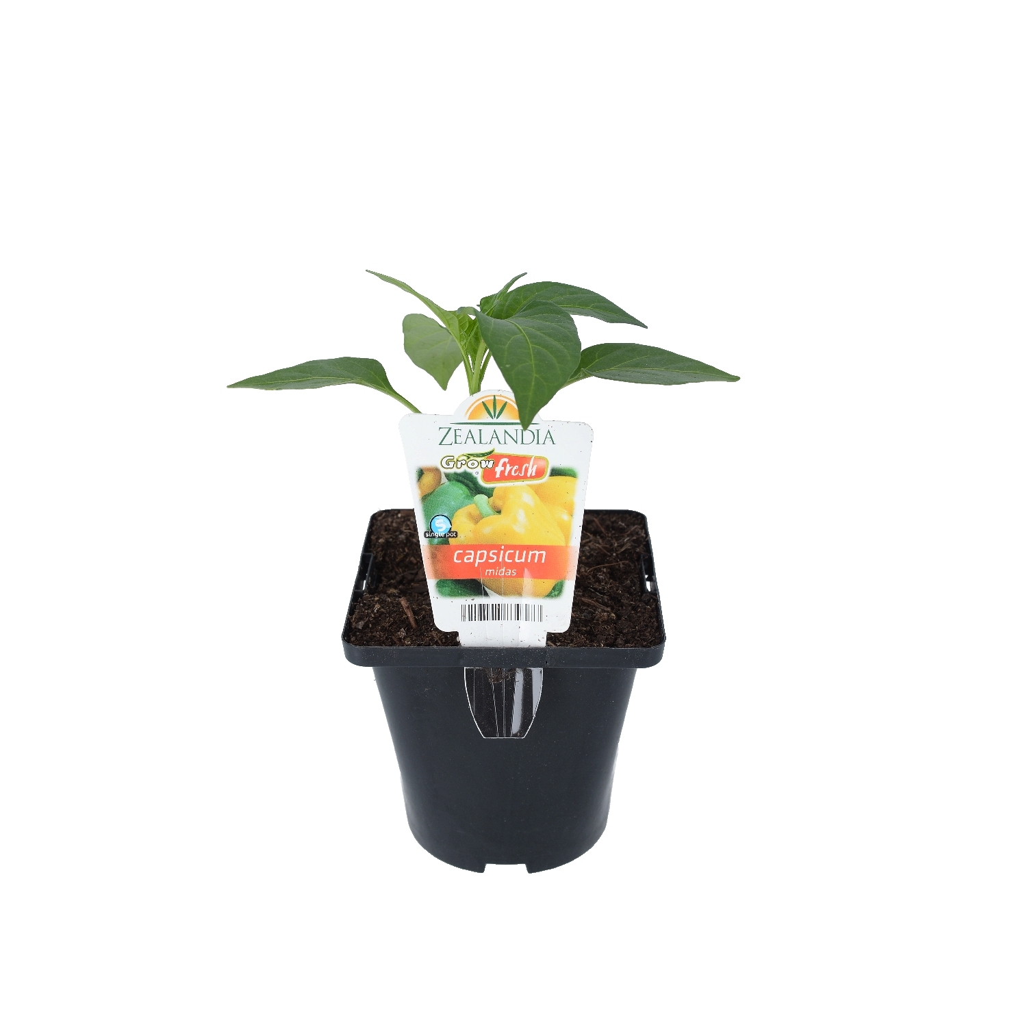 Capsicum Midas