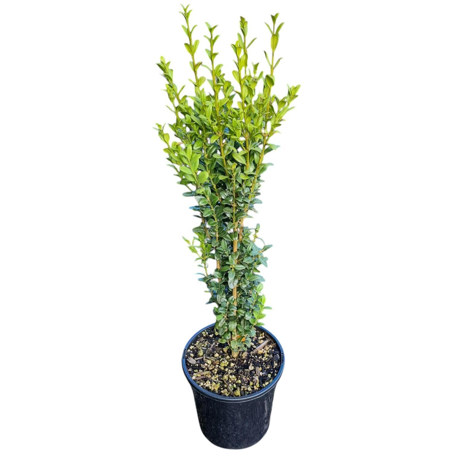 Buxus Graham Blandy 4L