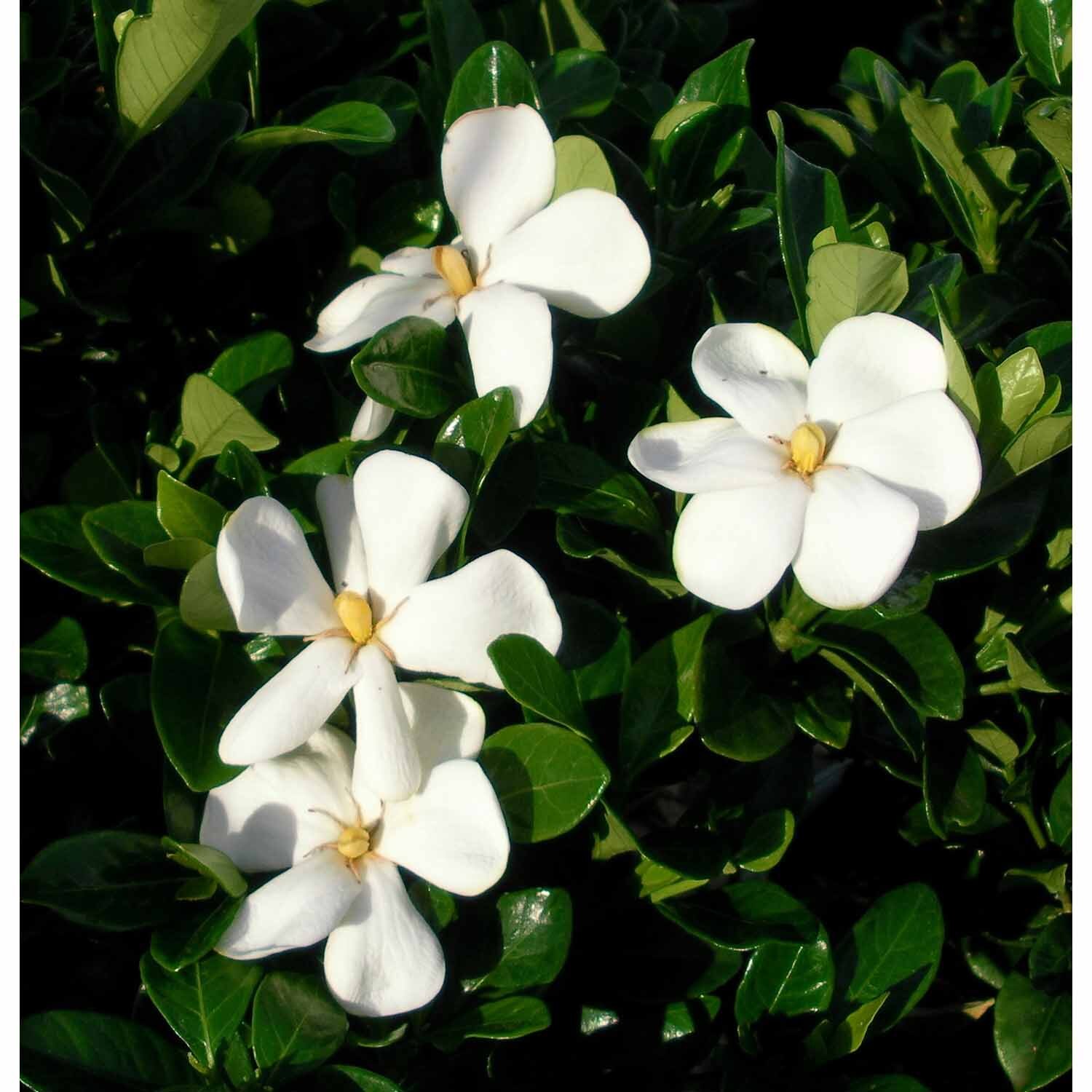 Gardenia Fragrant Star