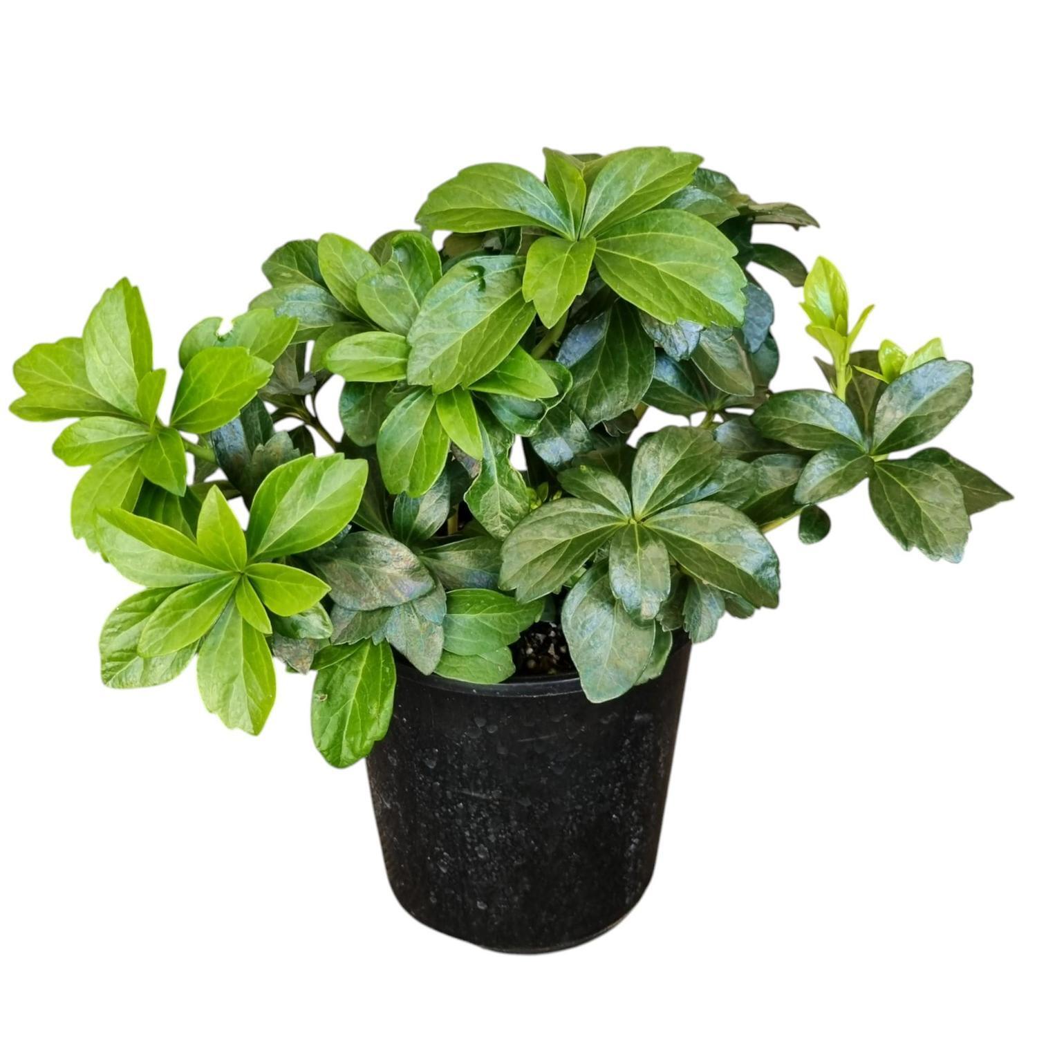 Pachysandra Terminalis 2L