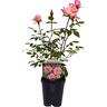 Patio Rose  Minnie Pearl 1 litre Pearly Pink