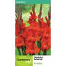 Gladioli Advance 10 Pack