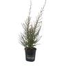 Leptospermum Snow Flurry