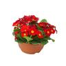 Flowering Primrose Bowls