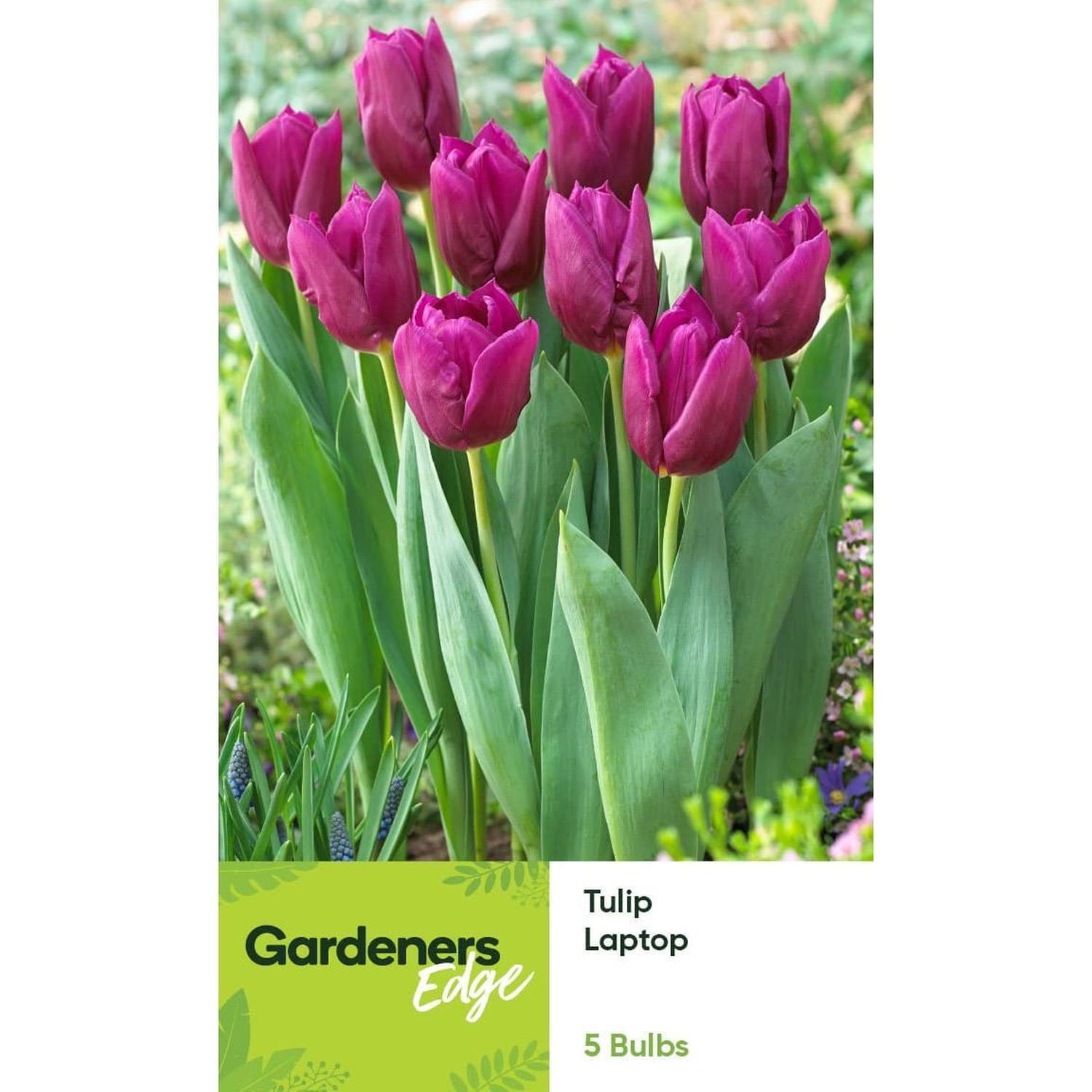 Tulip Single Laptop 5 pack