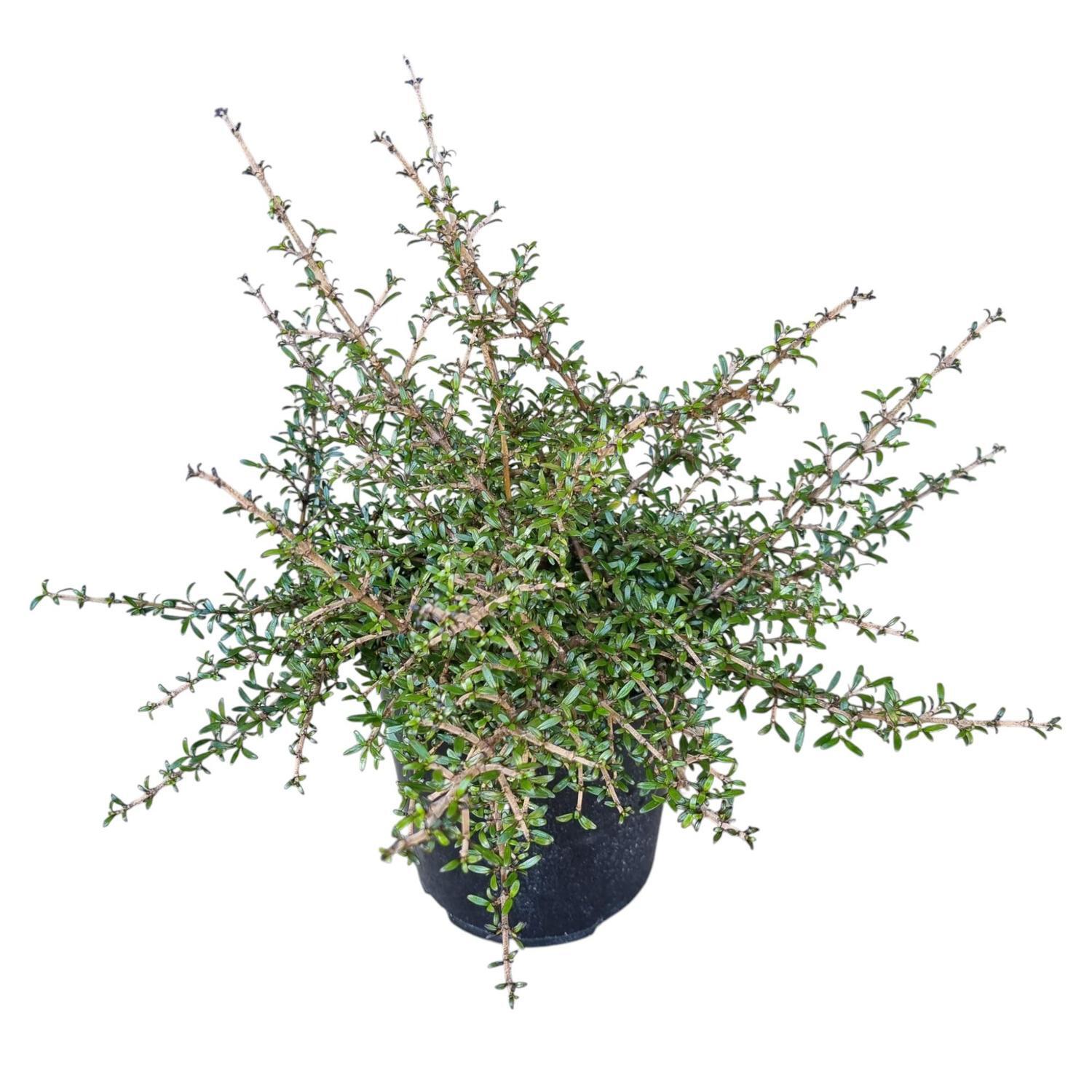 Coprosma Acerosa Taiko 2L