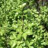 Pittosporum Wrinkle Blue