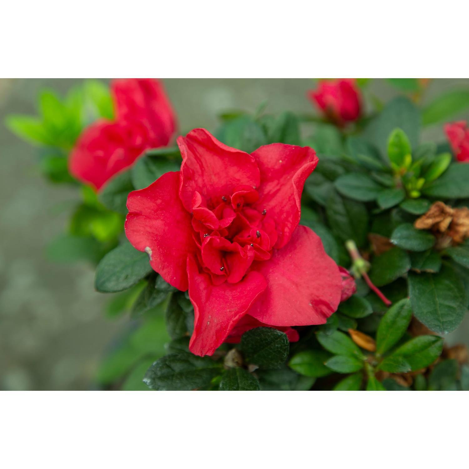 Azalea