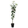 Apple Dwarf 'Roy's Pearl' 4.7 litre