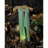 Daffodil Double 'Delnashaugh'
