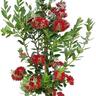 Metrosideros Maori Princess 'Pohutukawa' 8.5L