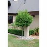 Michelia Figo Standard