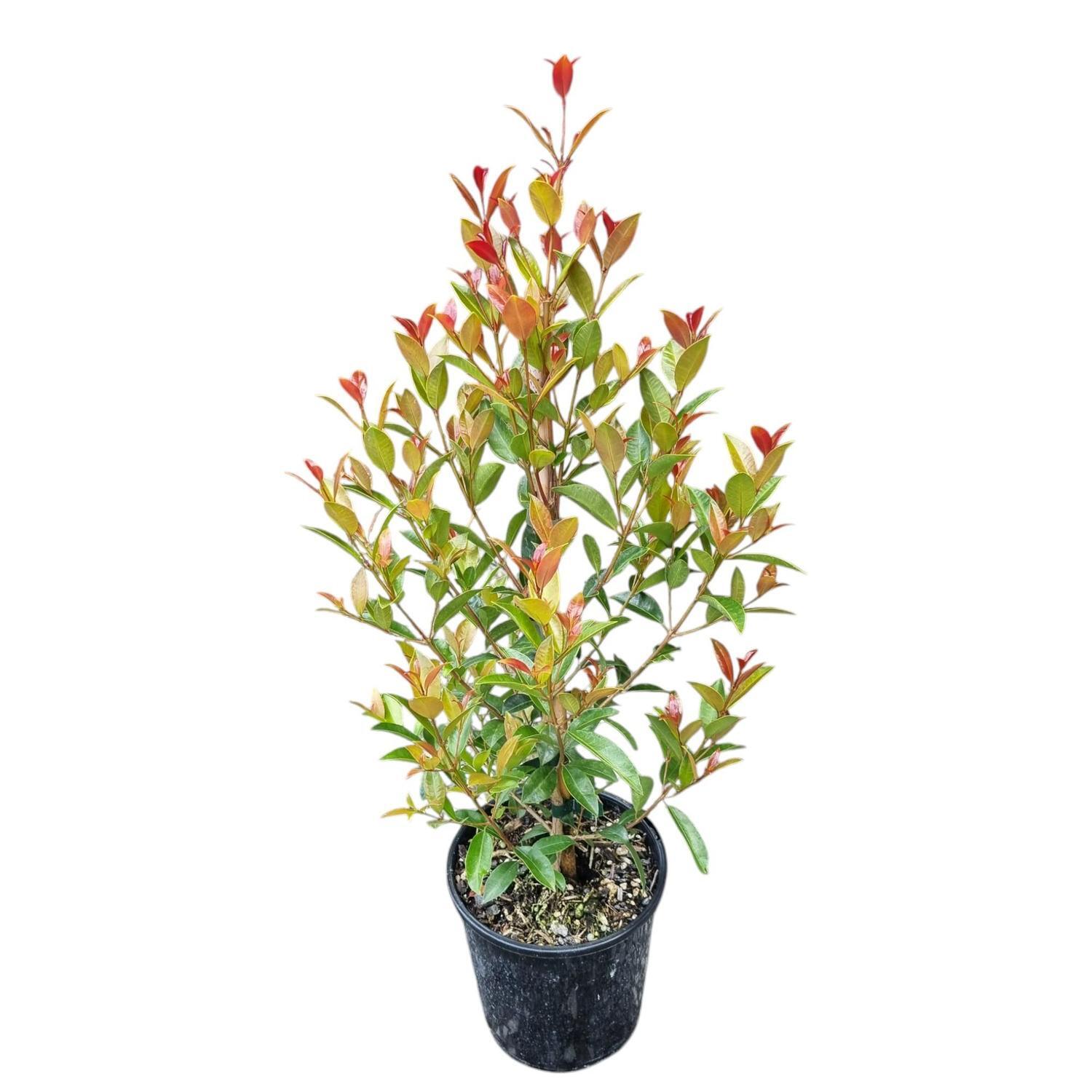Eugenia Ventenati 'Lilly Pilly' 2L