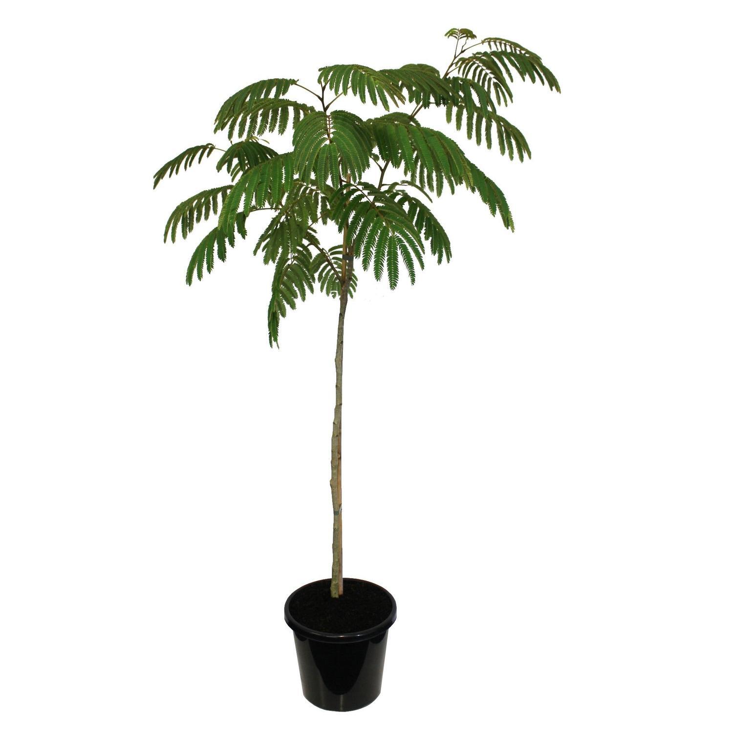 Albizia Julibrissen Rosea
