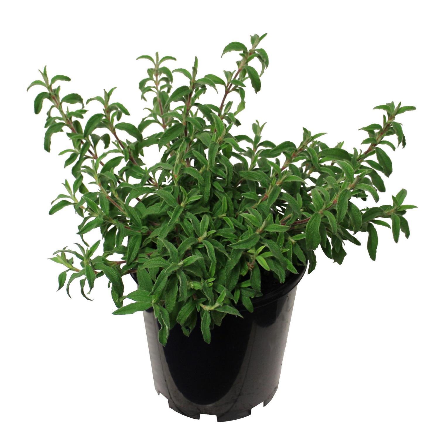 Cistus skanbergii 3.3 litre