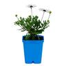 Osteospermum Margarita